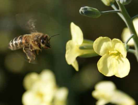 Biene befliegt Brokoli